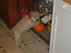 Back when Cricket was an only puppy.