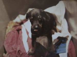 and one of her many puppies