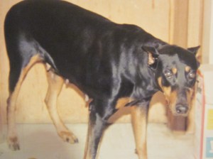 Delilah, ready to feed the puppies.