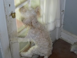 "Mailman! Mailman! Mailman! Mailman!"