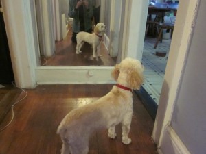 Cricket refuses to look in the mirror after her haircut.