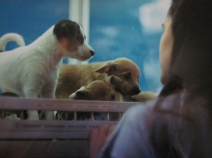 Those puppies really liked me