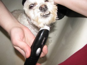 The trimmer! Grr!