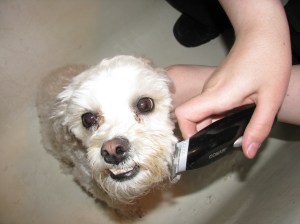 Just because the trimmer is on the other side doesn't make it less of a monster