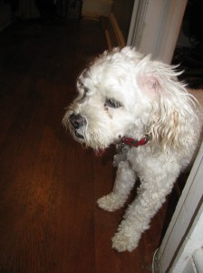 Cricket staring at Butterfly