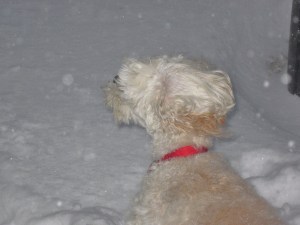 Cricket loves snow! 