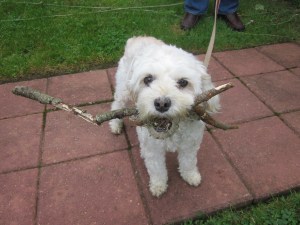 "This is my stick. You can't have it!"