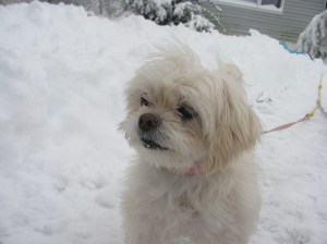 Butterfly is a bit befuddled