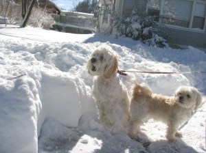 Cricket and Butterfly in their snow poses.
