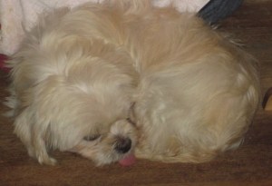 Curled in a Ball Pose