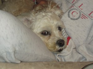 Cricket hiding on Grandma's lap