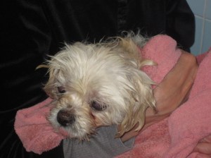 Butterfly's rust stains