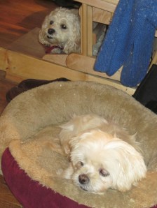 In Her Bed, with her guardian nearby