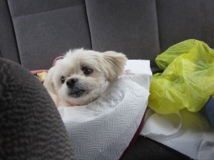 Butterfly with her paper towel bib
