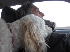 Cricket the co-pilot