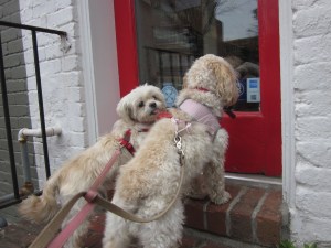 Cricket and Butterfly at the book store (Zoe's on the other side of the door)