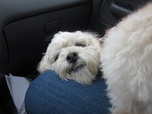 Cricket, on my lap, and drugged