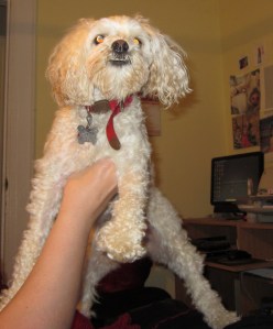 Cricket demonstrates a dance lift