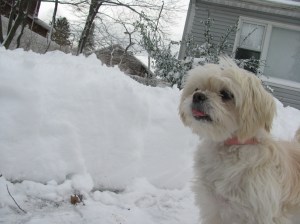 My adopted Butterfly