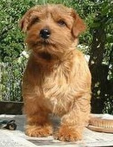 This is a Red Dog, but not The Red Dog (and this is not my picture of a Norfolk Terrier)