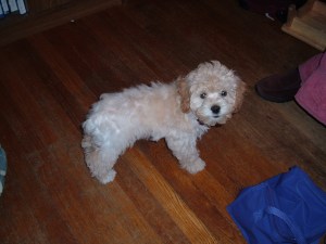 Baby Cricket, waiting to go up the stairs