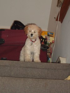 Baby Cricket, confused by the stairs