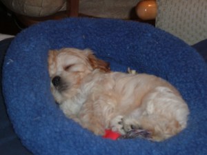 Baby Cricket, exhausted from her travails