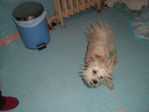 Cricket's after-bath twist