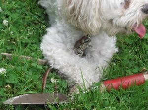 Cricket has her paws on the red handled trowel