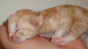 I couldn't find a kitten small enough using Google. The kitten was about half this size.