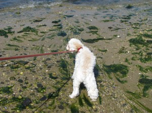 Cricket Loves the beach