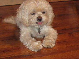 Butterfly, in silent prayer.