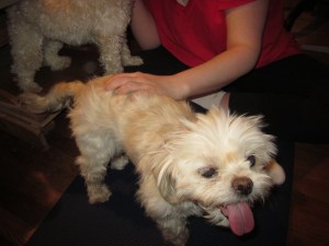 Butterfly, a borderline case of scratching addiction