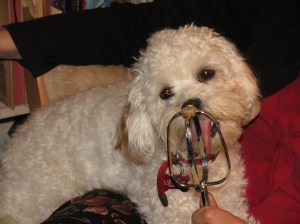 Cricket is very busy