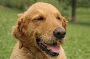 A Golden Therapist. (not my picture)