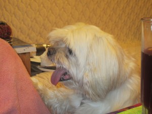 Butterfly can now beg for food while standing on her back legs.