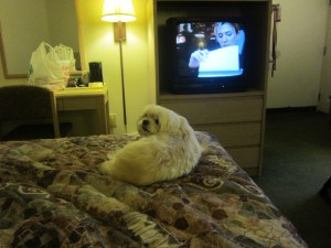 Watching TV with Butterfly