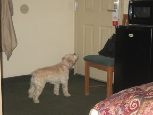Cricket guarding the door to the motel room