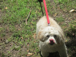 Happy Cricket, leading the way, to the water.