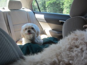 Butterfly, keeping an eye on Cricket's back