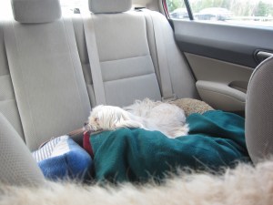 Butterfly, after a long, but very good, day out.