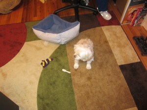 Butterfly and her rug.