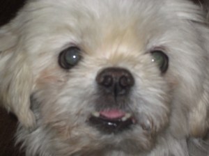 Butterfly - "I think I can bark, I think I can bark..."