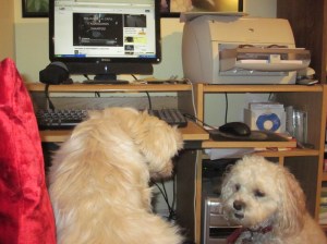 Butterfly to Cricket - "Shh, I'm watching TV."