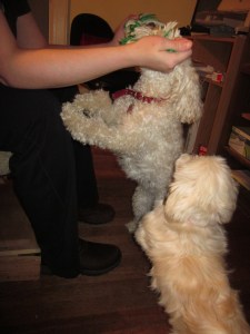 Butterfly really wants to play.