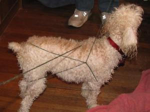 Cricket is tied up in knots.