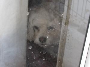 Cricket just wants to be understood.