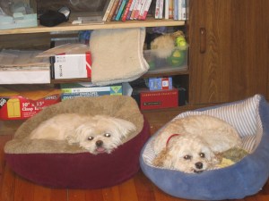 The girls are conserving there energy, and using their mind control powers on me