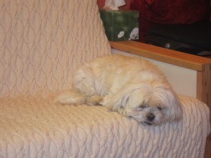 Butterfly trapped on top of the IKEA couch
