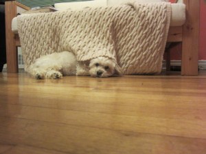 Cricket guarding her couch